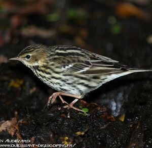 Pechora Pipit