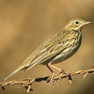 Pipit des arbres