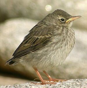 Eurasian Rock Pipit 
&copy; Aur�lien Audevard
