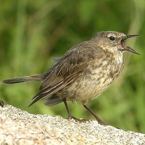 Eurasian Rock Pipit 
&copy; Aur�lien Audevard