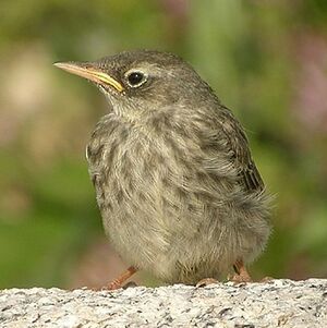 Eurasian Rock Pipit 
&copy; Aur�lien Audevard