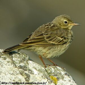 Eurasian Rock Pipit 
&copy; Aur�lien Audevard