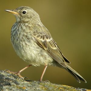 Eurasian Rock Pipit 
&copy; Aur�lien Audevard