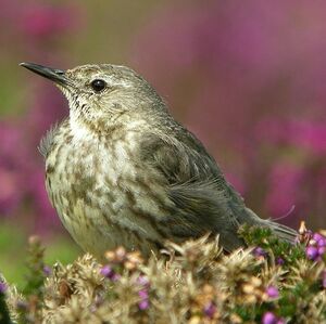 Eurasian Rock Pipit 
&copy; Aur�lien Audevard