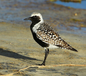 Grey Plover