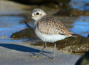 Grey Plover