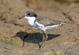 Red-kneed Dotterel