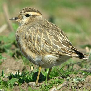 Eurasian Dotterel 
&copy; Aur�lien Audevard