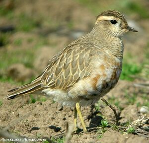 Eurasian Dotterel 
&copy; Aur�lien Audevard