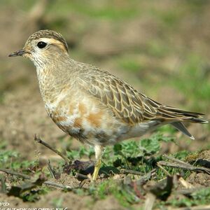 Eurasian Dotterel 
&copy; Aur�lien Audevard