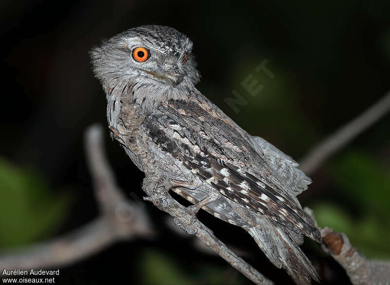 Tawny Frogmouth male adult, identification