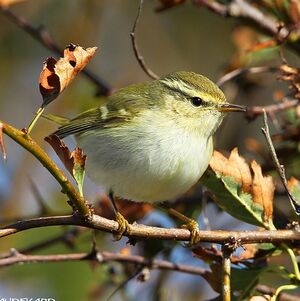 Yellow-browed Warbler