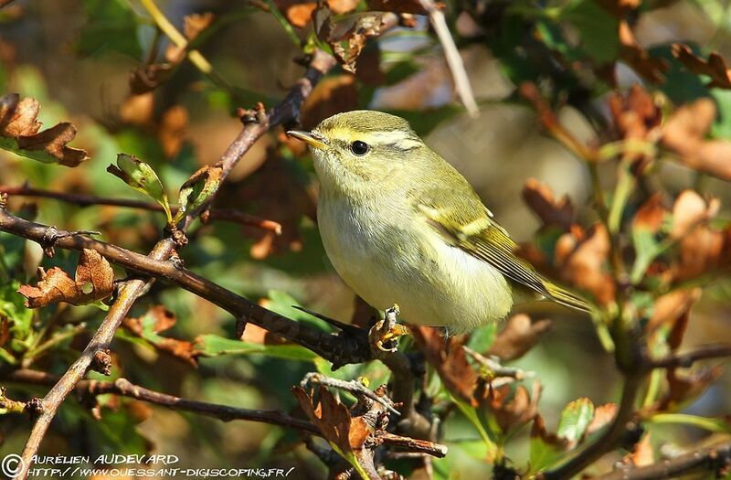 Yellow-browed Warbler