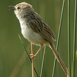 Prinia gracile