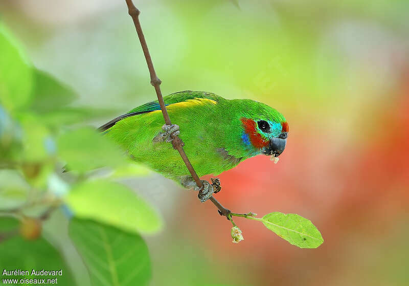 Double-eyed Fig Parrot male adult, identification