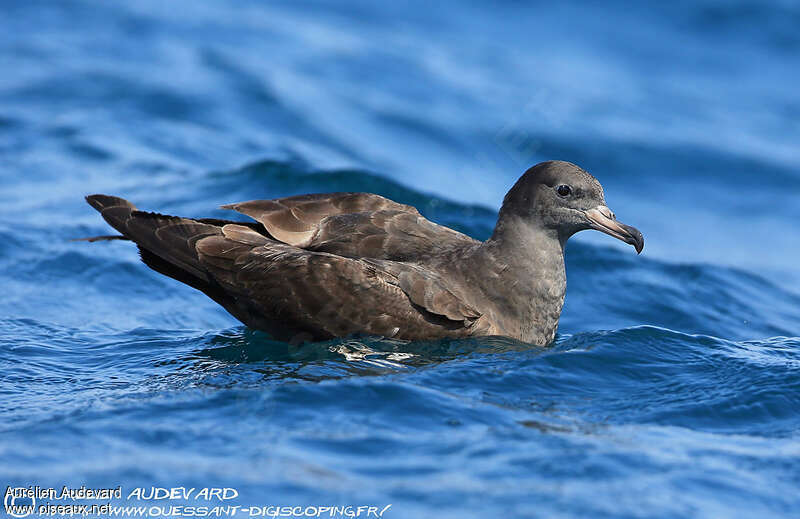 Flesh-footed Shearwater, identification