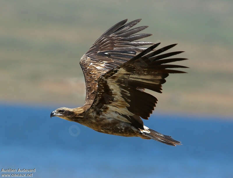 Pallas's Fish EagleSecond year, pigmentation, Flight