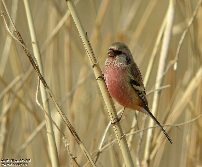 Long-tailed Rosefinch male adult post breeding, identification