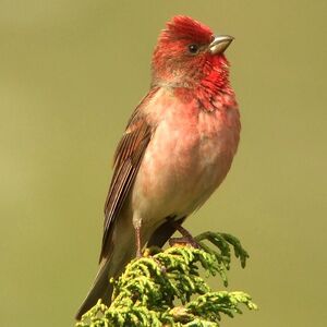 Common Rosefinch 
&copy; Aur�lien Audevard