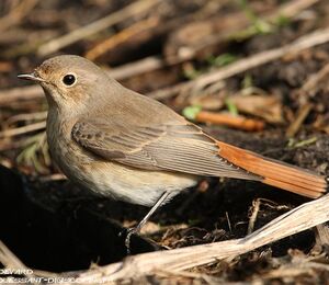 Common Redstart 
&copy; Aur�lien Audevard