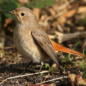 Common Redstart 
&copy; Aur�lien Audevard