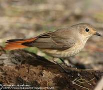 Common Redstart