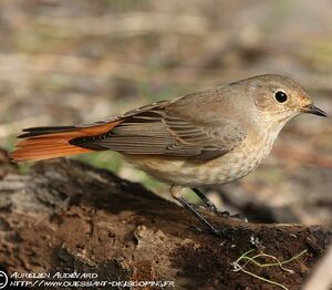 Common Redstart 
&copy; Aur�lien Audevard
