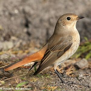 Common Redstart 
&copy; Aur�lien Audevard