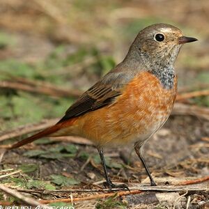 Common Redstart 
&copy; Aur�lien Audevard