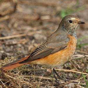 Common Redstart 
&copy; Aur�lien Audevard