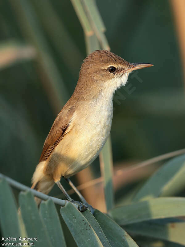 Clamorous Reed Warbler, close-up portrait