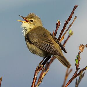 Marsh Warbler