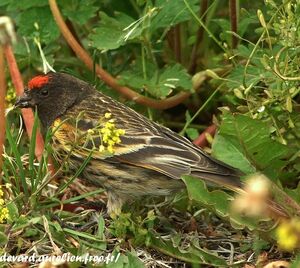 Serin à front rouge