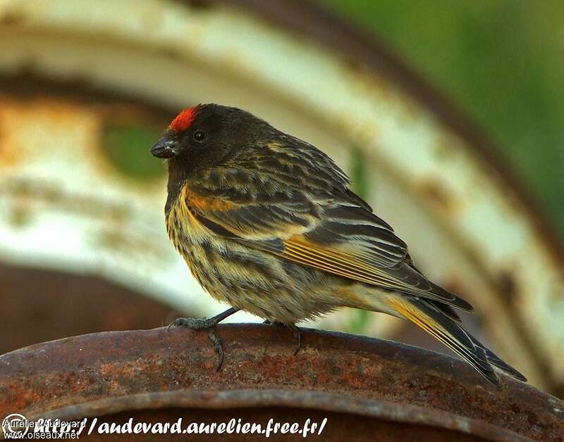 Red-fronted Serin male adult, identification