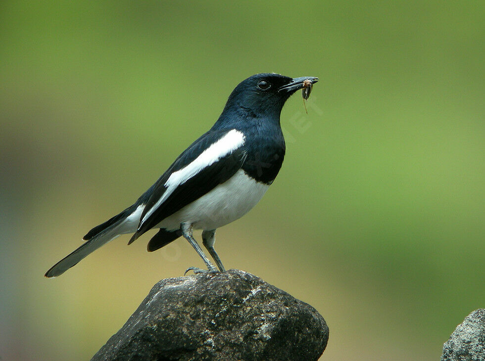 Oriental Magpie-Robin male adult breeding