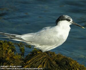 Sandwich Tern