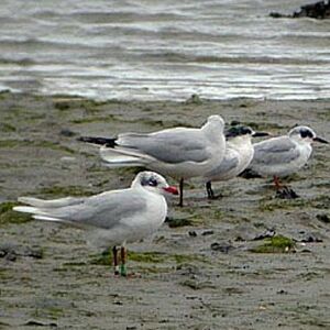 Forster's Tern