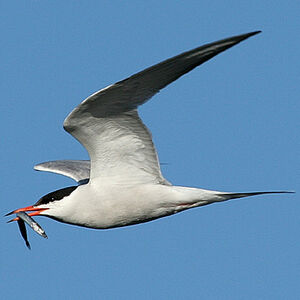 Common Tern 
&copy; Aur�lien Audevard