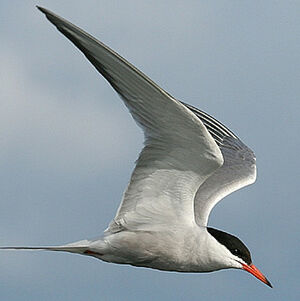 Common Tern 
&copy; Aur�lien Audevard