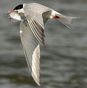 Common Tern 
&copy; Aur�lien Audevard