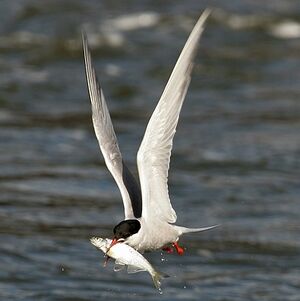 Common Tern 
&copy; Aur�lien Audevard
