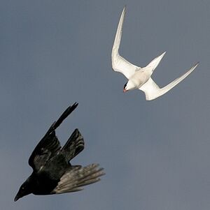 Common Tern 
&copy; Aur�lien Audevard
