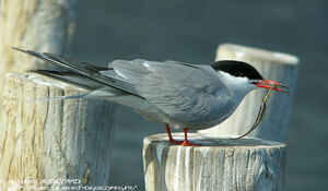 Common Tern 
&copy; Aur�lien Audevard