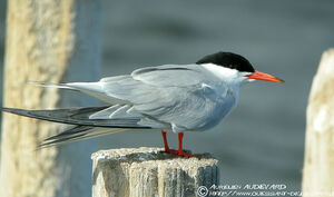 Common Tern 
&copy; Aur�lien Audevard