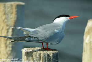 Common Tern 
&copy; Aur�lien Audevard