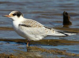 Common Tern 
&copy; Aur�lien Audevard