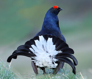 Black Grouse