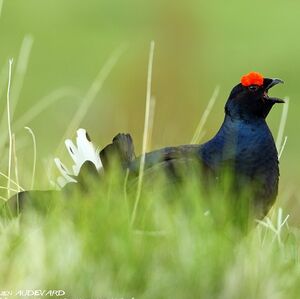 Black Grouse