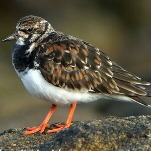 Ruddy Turnstone