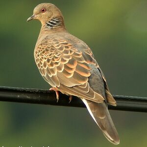 Oriental Turtle Dove